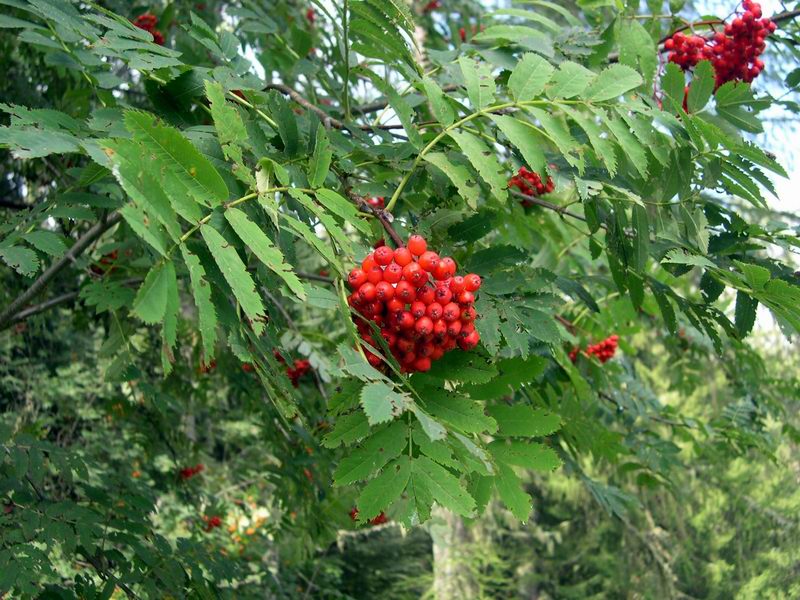 Sorbus aucuparia / Sorbo degli uccellatori